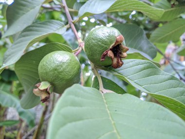 Ağaç dalında hala yaprakları olan iki yeşil guava 'nın yakın çekimi. Guavalar yuvarlaktır ve sapının yanında hafif kahverengi bir benekleri vardır..