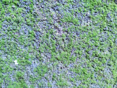 Bereketli yeşil yosunlar, tropikal Endonezya 'da yağmur mevsiminde nemli kayalarda gelişir. Nemli bir ortamda doğanın canlı bir dokusu..