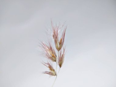 Melinis nerviglumis (L) otunun yumuşak pembe ve beyaz çiçekleri beyaz arka planda ve doğanın karmaşık güzelliği minimalist bir tarzda yakalanır..