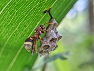 A close up shot of a paper wasp meticulously building its nest on a green leaf. The intricate dcloseetails of the nest and the wasp's busy movements are captured in stunning clarity. clipart