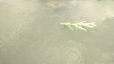 Akan, çamurlu bir nehrin yüzeyinde parlak bir papaya yaprağı sürükleniyor. Su yaprağın etrafında yavaşça dalgalanır, huzurlu ve huzurlu bir atmosfer yaratır..