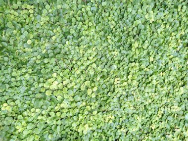 Küçük, yuvarlak yapraklardan oluşan gür, canlı bir halı büyüleyici bir doku yaratır. Yeşil renkler solgunluktan derinliğe, derinlik ve ilgi ekliyor. Doğa, botanik veya tasarım temalı projeler için mükemmel.