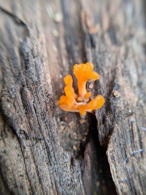 Dacrymyces spathularia, Dacrymycetaceae familyasından bir mantar türüdür. ve çürüyen ahşap üzerinde büyür çoğunlukla tropikal ve subtropikal bölgelerde..