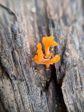 Selective focus of Dacrymyces spathularia is a species of fungus in the family Dacrymycetaceae. and grows on decaying wood mainly in tropical and subtropical regions. clipart