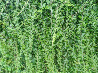 Canlı yeşil yaprakların yoğun çalılığı gür, dokulu bir arka plan yaratır. Güneş ışığı yaprakların arasından süzülüp gölgeler oluşturuyor. Doğa, bahçe ya da çevre dostu temalar için ideal.