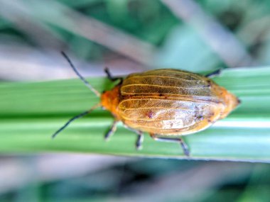 İnce yeşil bir yaprağın üzerine tünemiş canlı sarı kaplumbağa böceği kabuk işaretlerini ve hassas antenlerini gözler önüne seriyor..