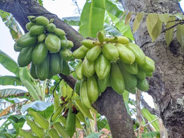 Ağaçtan sarkan parlak wuluh yıldızı meyveleri. Bu ekşi, dikdörtgen meyveler doğrudan dallardan ve gövdeden yetişir..