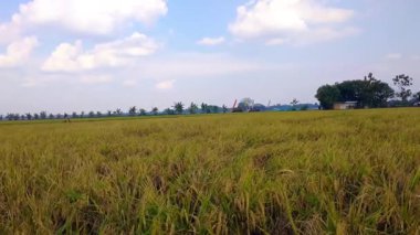 Altın pirinç tarlaları uçsuz bucaksız gökyüzünün altında, ağaçlar ve uzak yapılarla uzanır. Tarım, kırsal yaşam ve doğa konuları için ideal..