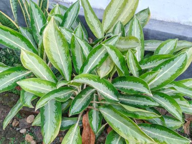 Yeşil ve gümüşi beyaz yapraklı yemyeşil Aglaonema bitkisi. Ev ve bahçe dekorasyonu için ideal. Canlı, az bakım gerektiren bir ev bitkisi..