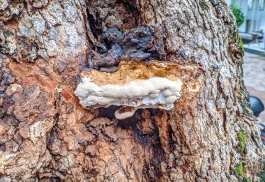 Ganoderma applanatum 'un yakın çekimi, aynı zamanda sanatçı conk mantarı olarak da bilinir ve ayrıca bir çeşit bitkisel bitki, bir ağacın kenarında yetişen sıradan braket mantarı..