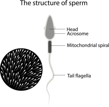 Erkek sperminin vektör illüstrasyon yapısı. Spermin yapısı.