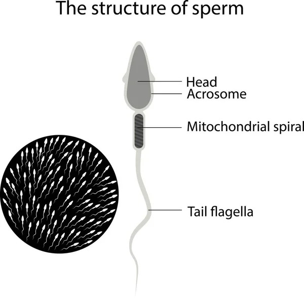 Estrutura Ilustração Vetorial Esperma Masculino Estrutura Esperma — Vetor de Stock