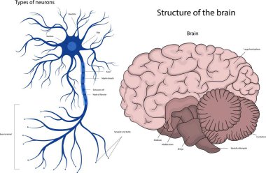 Beyindeki nöron. İnsan beyninin yapısı..