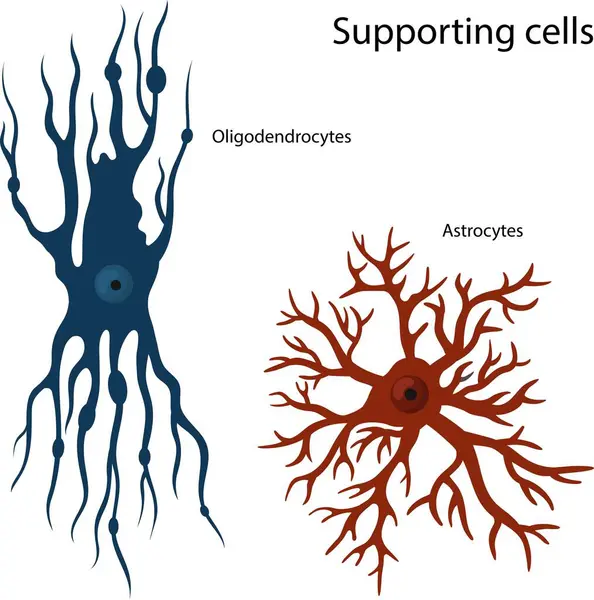 stock vector Vector illustration of supporting cells Oligodendrocytes and astrocytes.