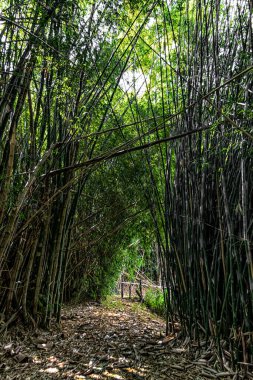 Tayland 'daki Bambu Ormanı