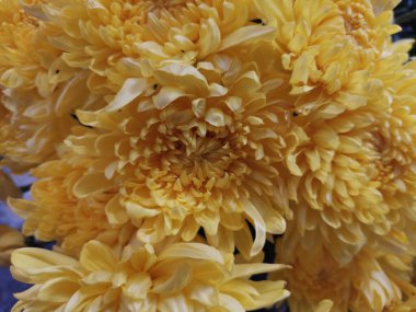 Altın Zarafet: Parlak Sarı Kasımpatı Çiçeği