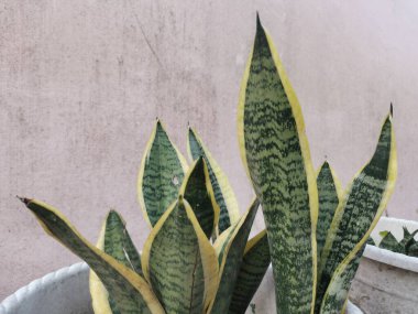 Lush Dil-in-law: Yeşillik