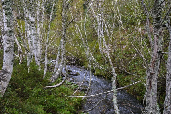 Arties, Aran Vadisi, İspanya, ormanlar, nehirler, şelaleler, dağlar. Yüksek kalite fotoğraf