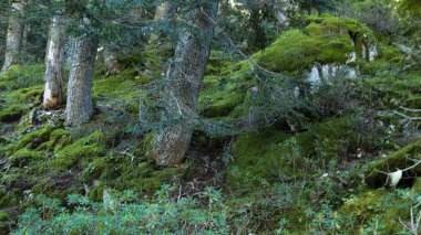Aiguestortes Ulusal Parkı, Katalonya, İspanya, Avrupa. Yüksek kalite fotoğraf