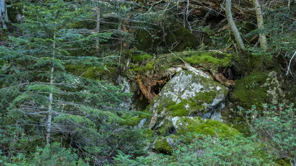 Aiguestortes Ulusal Parkı, Katalonya, İspanya, Avrupa. Yüksek kalite fotoğraf