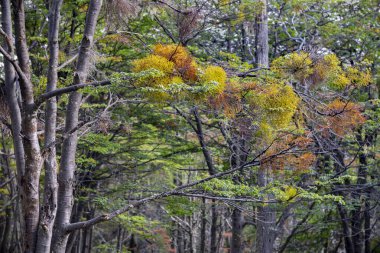 Tierra del Fuego Milli Parkı, Ushuaia, Arjantin