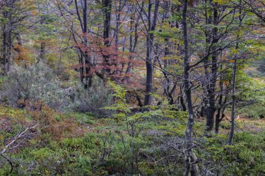 Tierra del Fuego Milli Parkı, Ushuaia, Arjantin