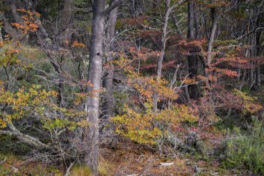 Tierra del Fuego Milli Parkı, Ushuaia, Arjantin