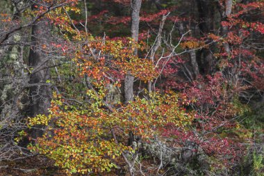 Tierra del Fuego Milli Parkı, Ushuaia, Arjantin