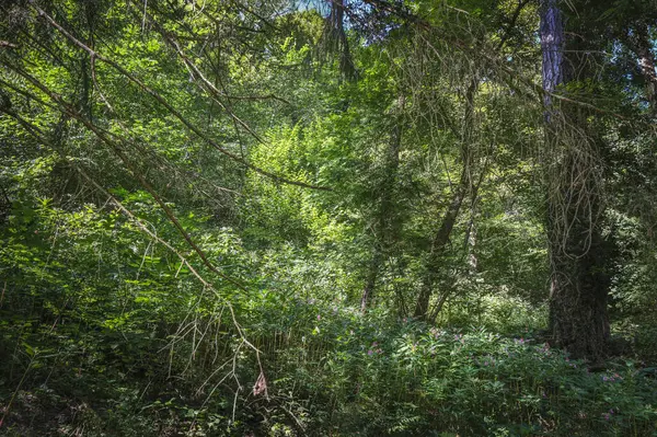 Bagneres de Luchon, Francia, Charm şehri