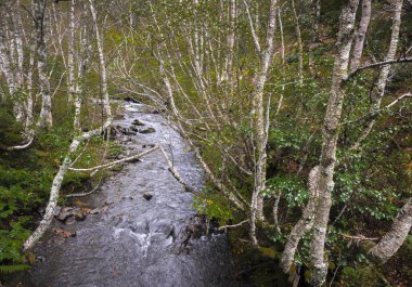 Arties, Aran Valley, İspanya, ormanlar, nehirler, şelaleler, dağlar