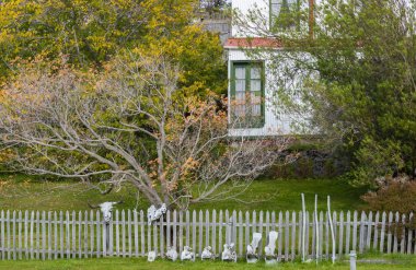 Harberton Çiftliği, Tierra del Fuego, Usuahia, Beagle Kanalı, Arjantin. Yüksek kalite fotoğraf