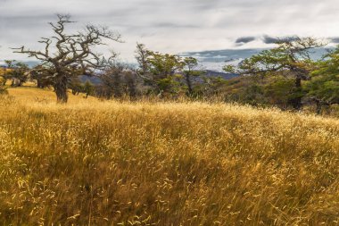 Harberton RancHarberton Ranch, Tierra del Fuego, Usuahia, Beagle Channel, Argentinah, Tierra del Fuego, Usuahia, Beagle Channel, Arjantin. Yüksek kalite fotoğraf