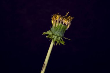 Süper sihirli karahindiba çiçeği. Yüksek kalite fotoğraf