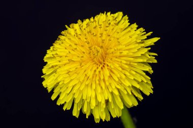 Süper sihirli karahindiba çiçeği. Yüksek kalite fotoğraf