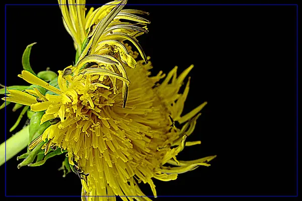 Süper Sihirli Karahindiba Çiçeği Yüksek Kalite Fotoğraf — Stok fotoğraf