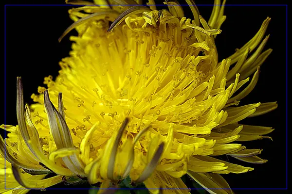 Floarea Păpădie Super Magică Fotografie Înaltă Calitate — Fotografie, imagine de stoc