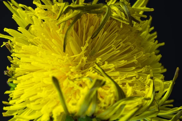 Суперволшебный Цветок Одуванчика Высокое Качество Фото — стоковое фото