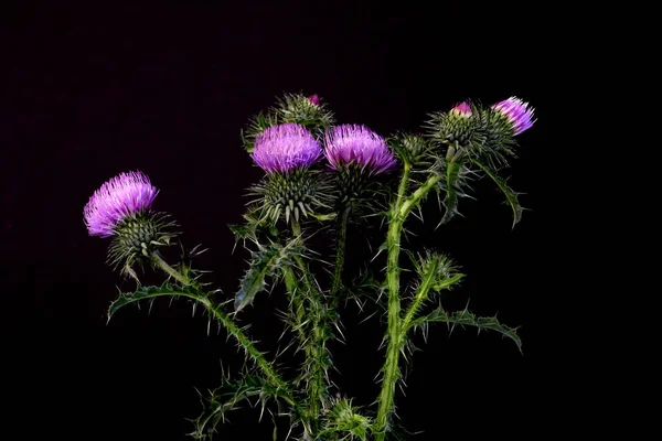 Thistle Flower Close High Resolution — Stock Photo, Image