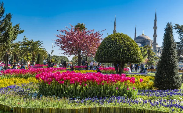 Mavi Cami - İstanbul 'un en önemli camii. Yüksek kalite fotoğraf