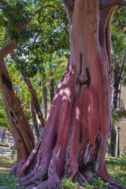 İtalya 'nın Amalfi kıyısındaki Positano şehrinde. Yüksek kalite fotoğraf