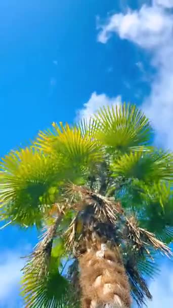 Хронометраж Пальмы Облаков Высококачественные Кадры — стоковое видео