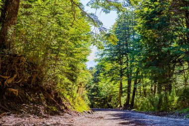 Peulla 'ya, Şili' ye, And Geçidi 'ne gidiyoruz. Yüksek kalite fotoğraf