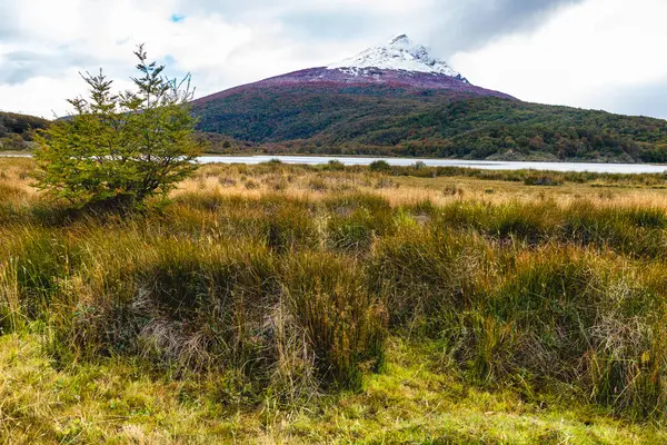 フエゴ国立公園 パタゴニア アルゼンチン 高品質の写真 — ストック写真