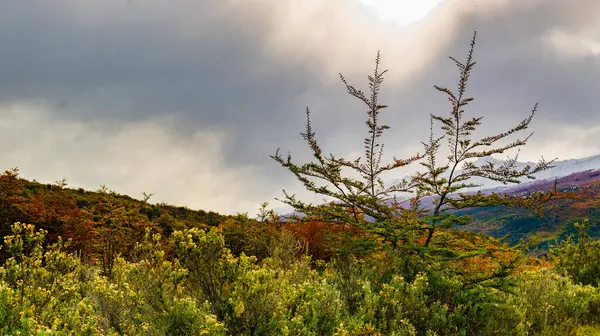 Tierra del Fuego Ulusal Parkı, Patagonya, Arjantin. Yüksek kalite fotoğraf