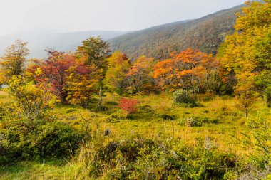 Tierra del Fuego Ulusal Parkı, Patagonya, Arjantin. Yüksek kalite fotoğraf