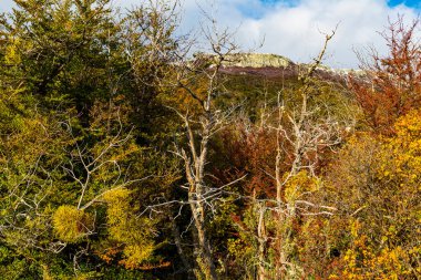 Tierra del Fuego Ulusal Parkı, Patagonya, Arjantin. Yüksek kalite fotoğraf