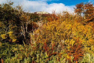 Tierra del Fuego Ulusal Parkı, Patagonya, Arjantin. Yüksek kalite fotoğraf