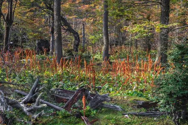 Tierra del Fuego Ulusal Parkı, Patagonya, Arjantin. Yüksek kalite fotoğraf