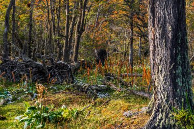 Tierra del Fuego Ulusal Parkı, Patagonya, Arjantin. Yüksek kalite fotoğraf