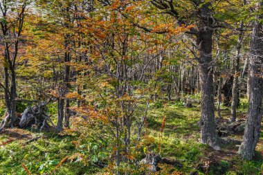 Tierra del Fuego Ulusal Parkı, Patagonya, Arjantin. Yüksek kalite fotoğraf